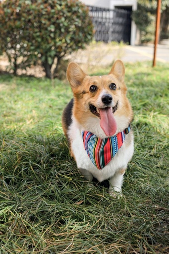 M-pets Urban Style Jazz Strips Bandana Collar S