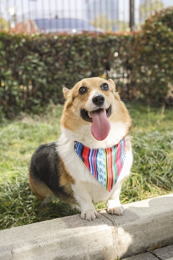 M-pets Urban Style Jazz Strips Bandana Collar S