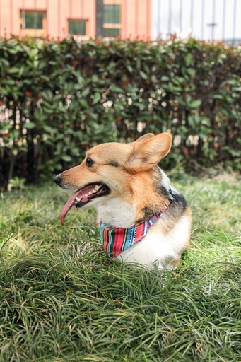 M-pets Urban Style Jazz Strips Bandana Collar S