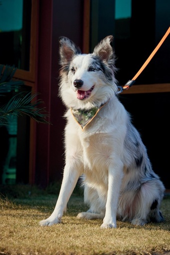 M-pets Wild Jungle Bandana M