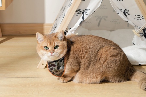M-pets Wild Jungle Bandana Xs