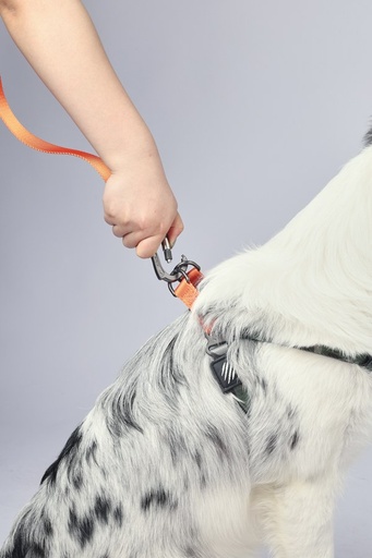 M-pets Wild Jungle Regular Leash L/xl