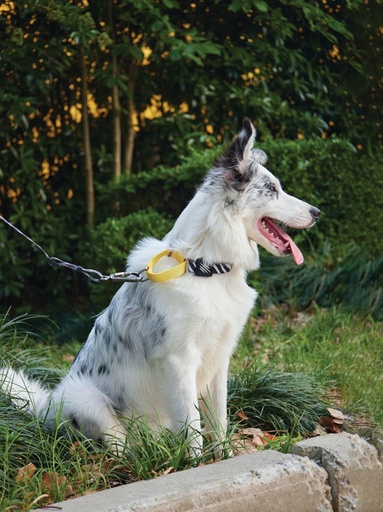 M-pets Wild Safari Regular Leash L/xl