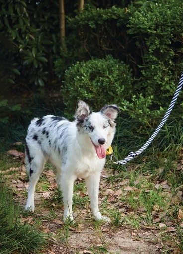 M-pets Wild Safari Regular Leash L/xl