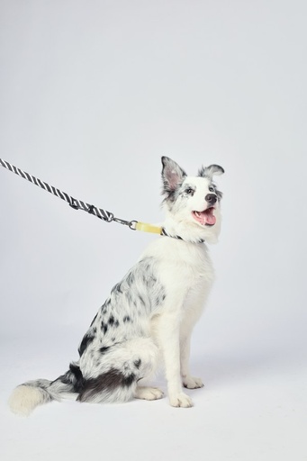 M-pets Wild Safari Regular Leash L/xl