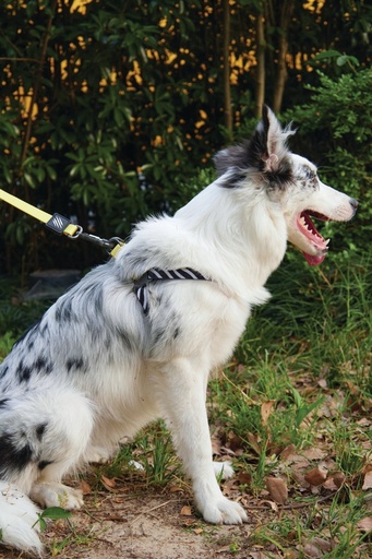 M-pets Wild Safari Regular Leash L/xl