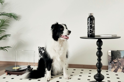 Petjoy M-pets Petjoy Purrfect Hydration Stainless Drinking Bottle