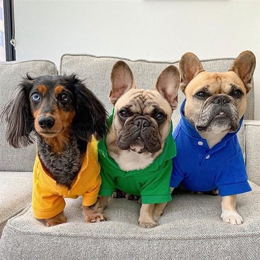 Polo - Blue - Blue / L