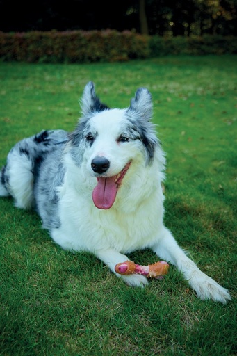 M-pets Carnivore Dog Toy Drumstick - Bacon Flavour