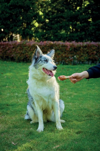 M-pets Carnivore Dog Toy Drumstick - Bacon Flavour