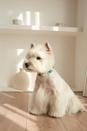 M-pets Catdog Luminous Pretty Collar M