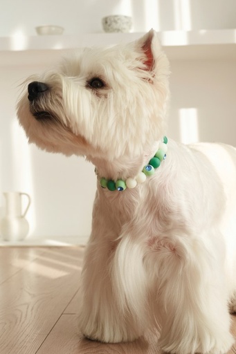 M-pets Catdog Luminous Pretty Collar M