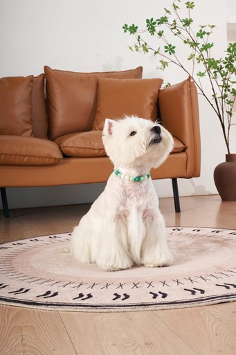 M-pets Catdog Luminous Pretty Collar M