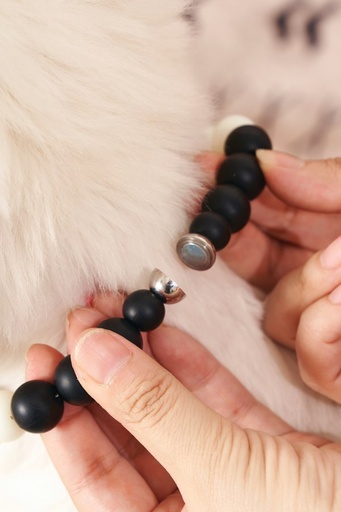 M-pets Catdog Luminous Pretty Collar M