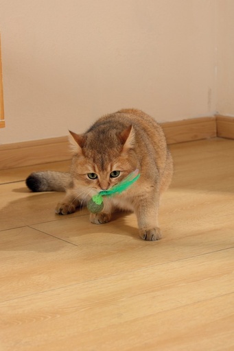 M-pets Charmy Catnip Toy Green