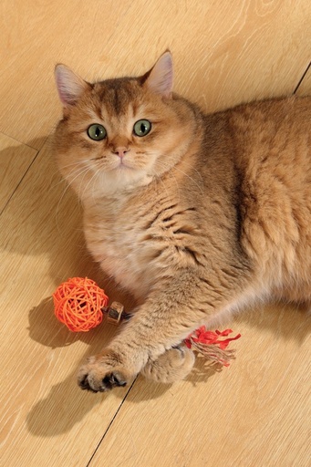 M-pets Charmy Matatabi Toy Amulet Orange