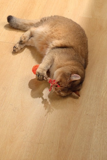 M-pets Charmy Matatabi Toy Amulet Orange