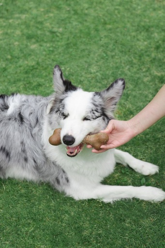 M-pets Chewood Dog Toy Large Bone L