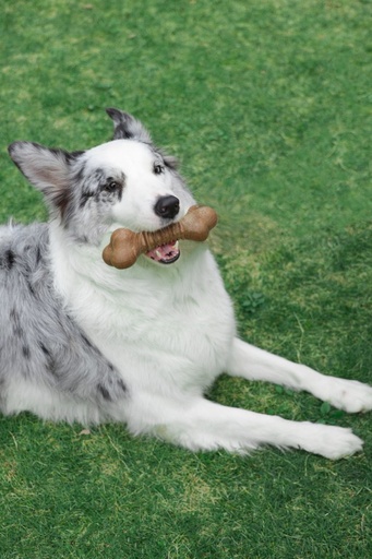 M-pets Chewood Dog Toy Large Bone L