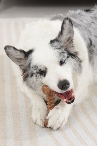 M-pets Chewood Dog Toy Small Bone S