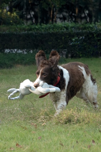 M-pets Chewtopia Eco Dog Toy - Rabbit