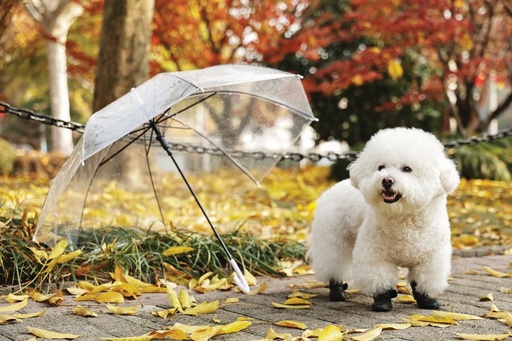 M-pets Rainy Day Dog Shoes L Black