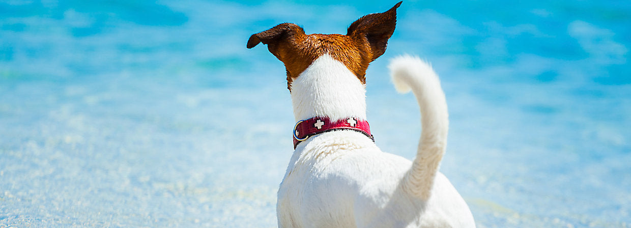 Water Safety Tips for Dogs