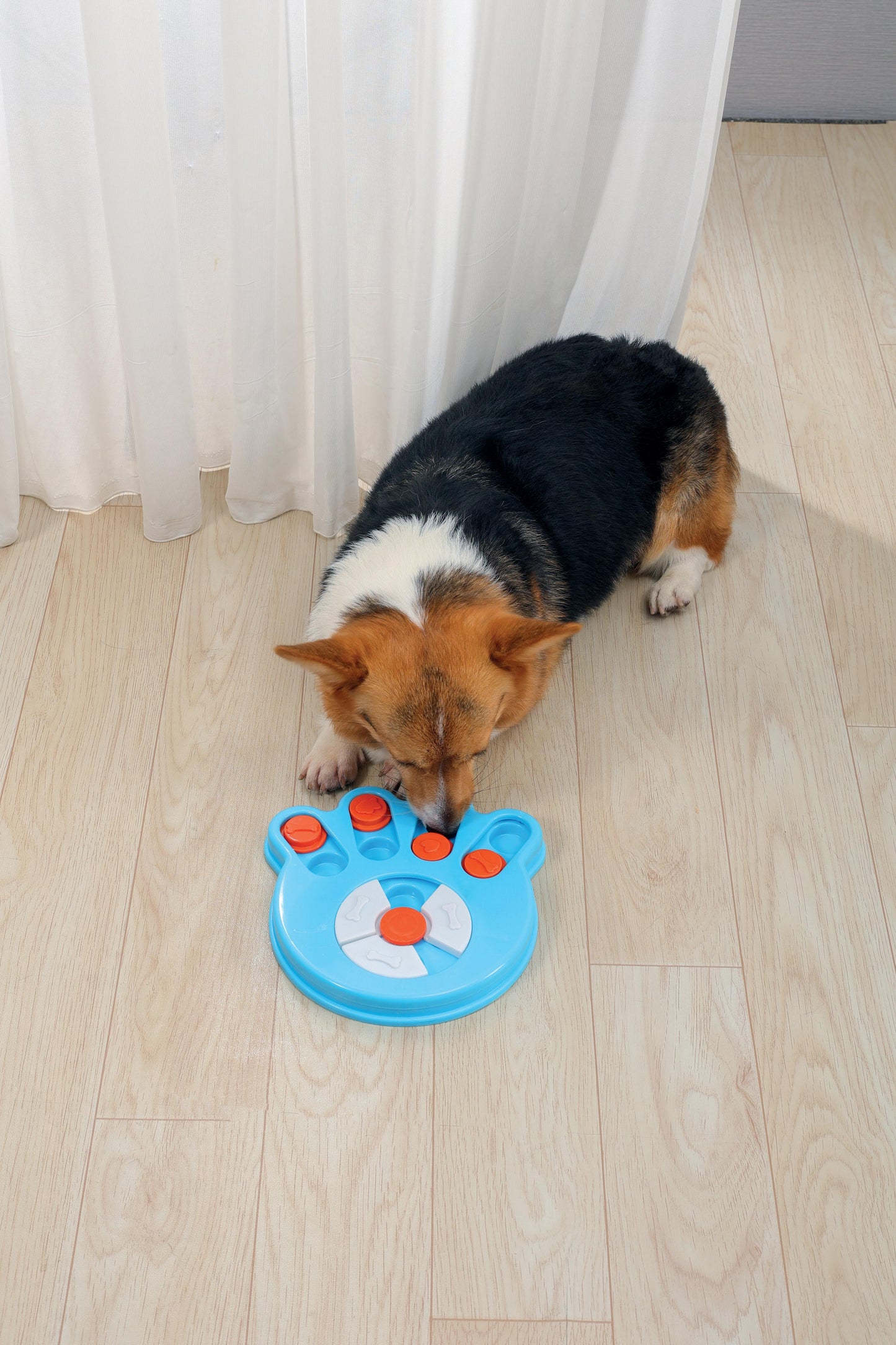 MPets Brainy Games Darwin – L1 Easy