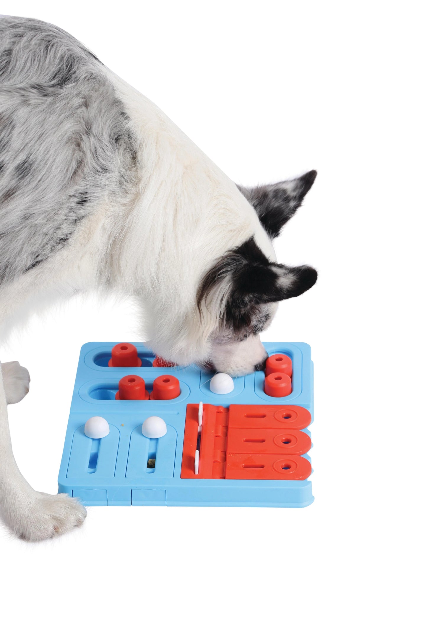 MPets Brainy Games Curie – L4 Expert