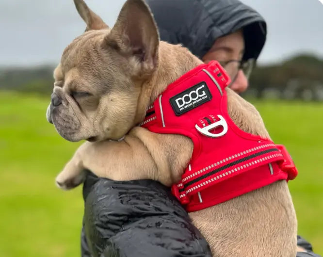 DOOG Neotech Harness RED - Extra Large