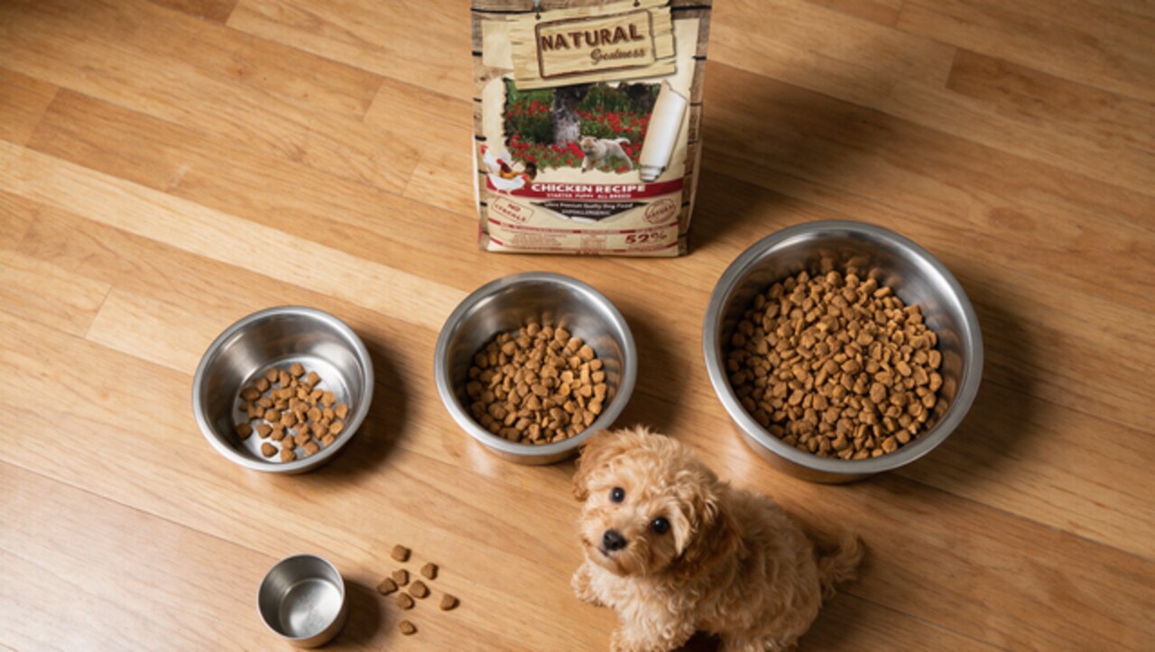 Guía de alimentación para cachorros: cuánto, qué y cada cuánto darle