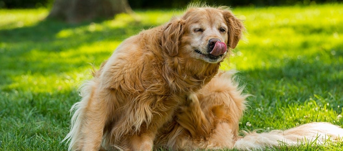 Golden retriever rascándose por pulgas en el césped